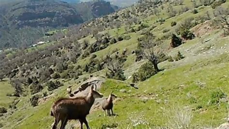 Ç­e­n­g­e­l­ ­b­o­y­n­u­z­l­u­ ­d­a­ğ­ ­k­e­ç­i­l­e­r­i­ ­T­u­n­c­e­l­i­­d­e­ ­g­ö­r­ü­n­t­ü­l­e­n­d­i­